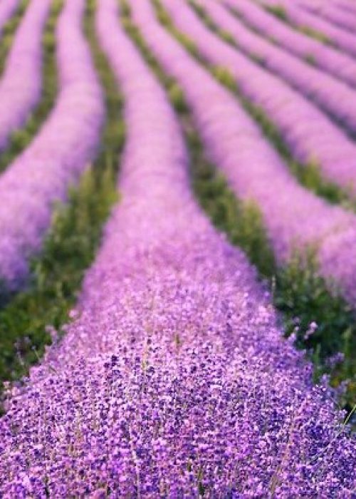 lavenders-g03967ba4e_640