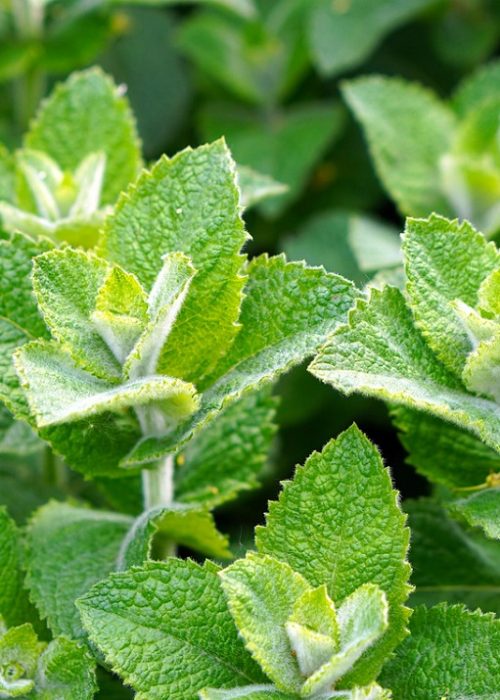 mint