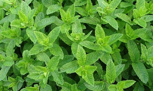 moroccan-mint-ge1ba80657_640 moroccan-mint-ge1ba80657_640